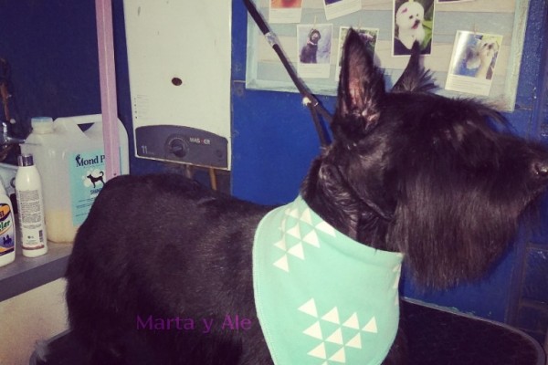 Scottish terrier